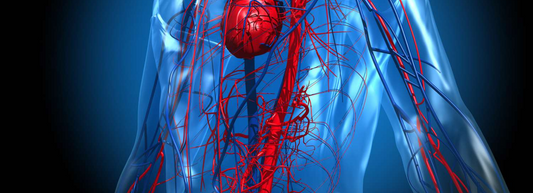 Learning about Blood Flow