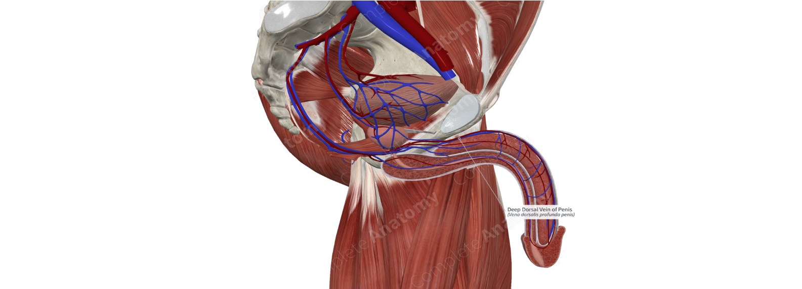 Angion Method 1 – VascuVive